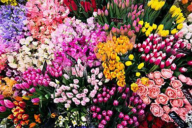 《The Mosquito Gang》Steam上线 人类与蚊子之战